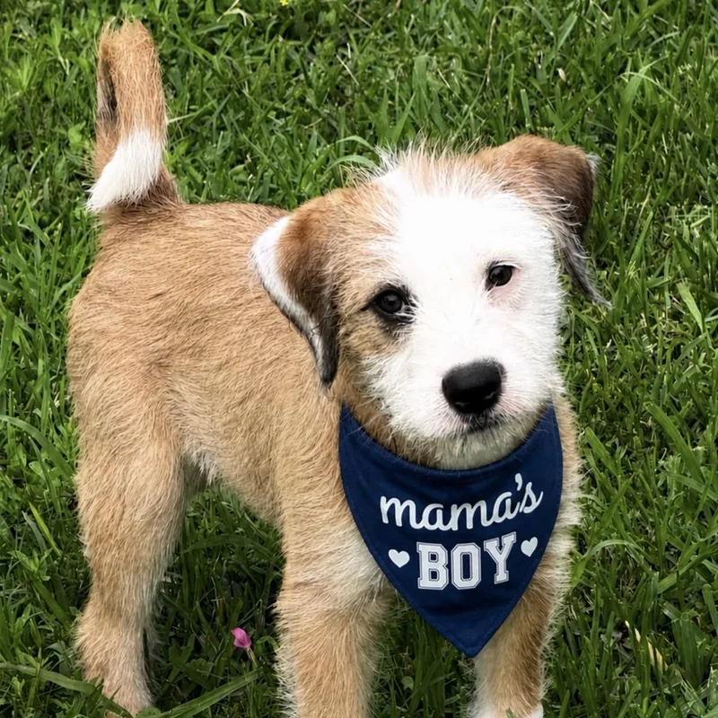 A baby medium-sized male White / Cream Wirehaired Terrier dog named Tucker for adoption in San Antonio, TX