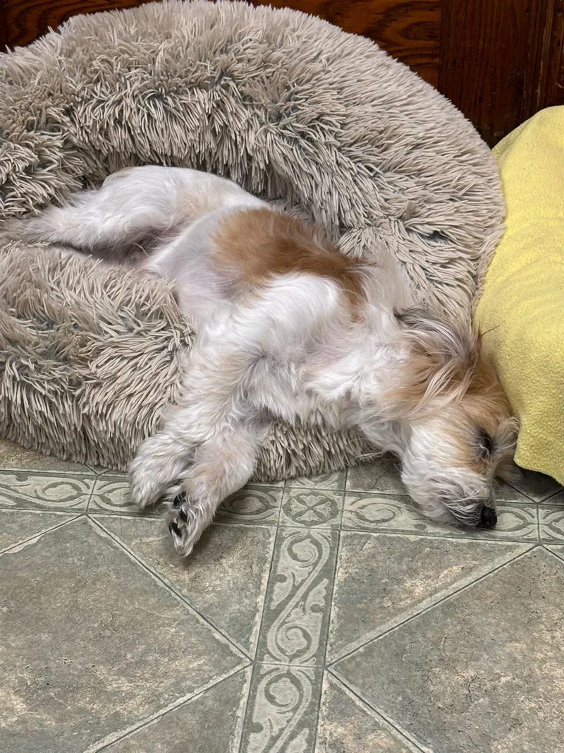 A senior small-sized male Terrier dog named Rex for adoption in Hewitt, NJ