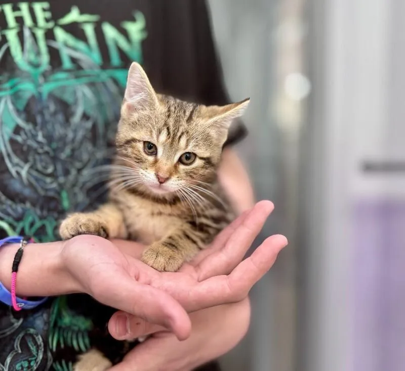 A young medium-sized male Tabby (Brown / Chocolate) Domestic Short Hair cat named Leo for adoption in Wooster, OH