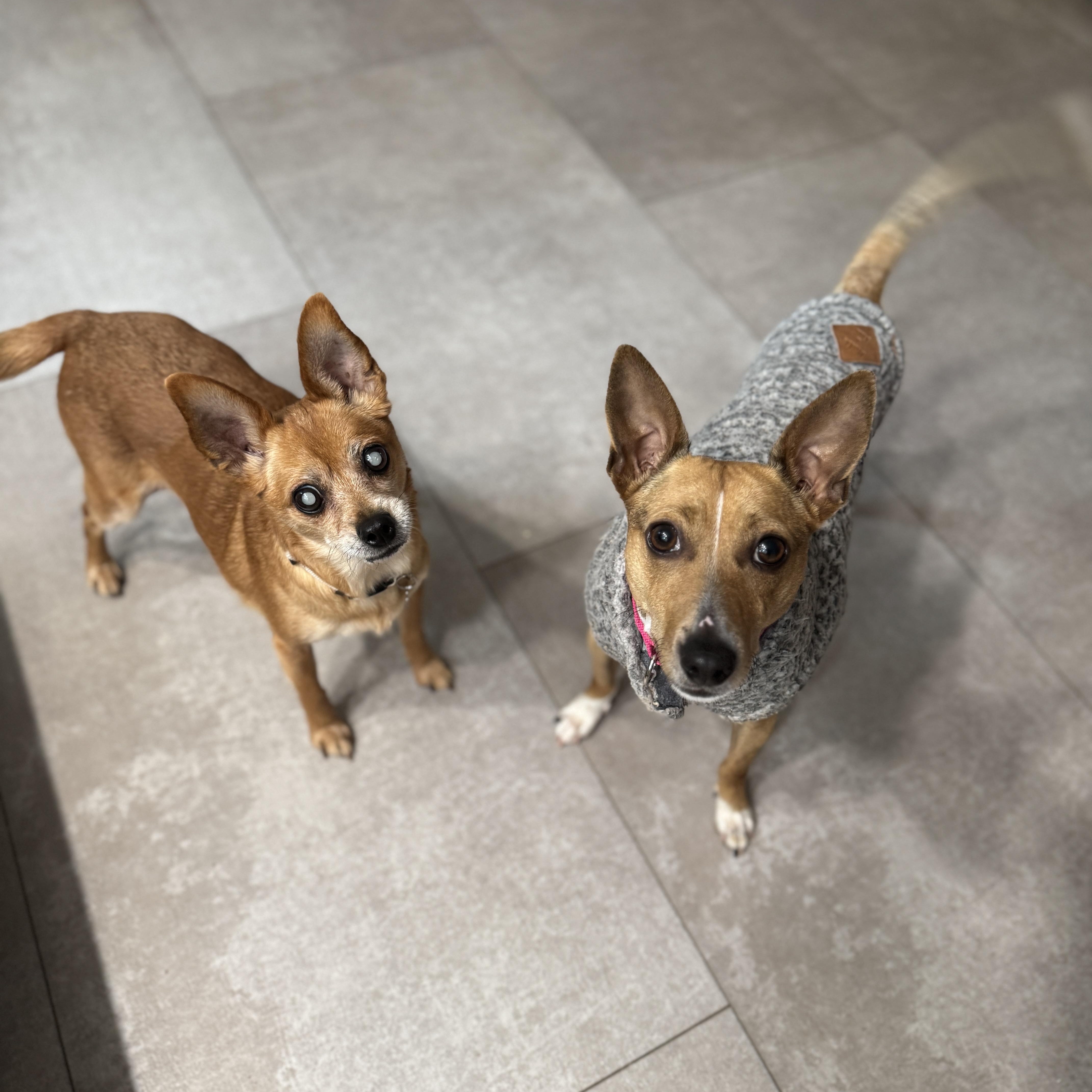 A young small-sized female Mixed Breed dog named Piper for adoption in Richmond, VA