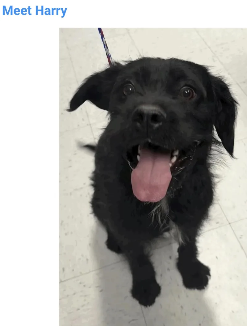 An adult medium-sized male Terrier dog named Sir Harry for adoption in Salt Lake City, UT