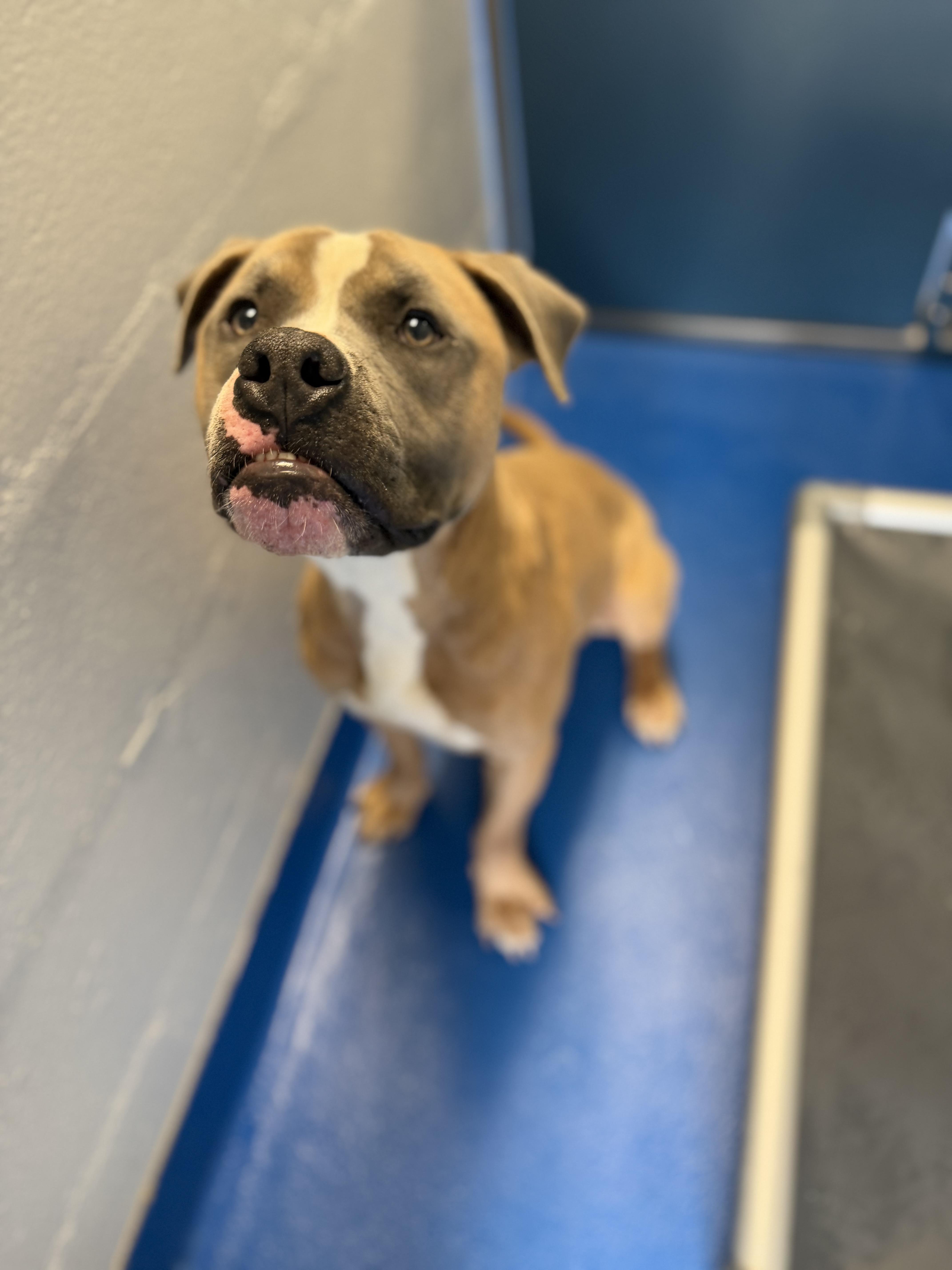 A young medium-sized male Apricot / Beige Hound dog named Rango for adoption in Lancaster, SC