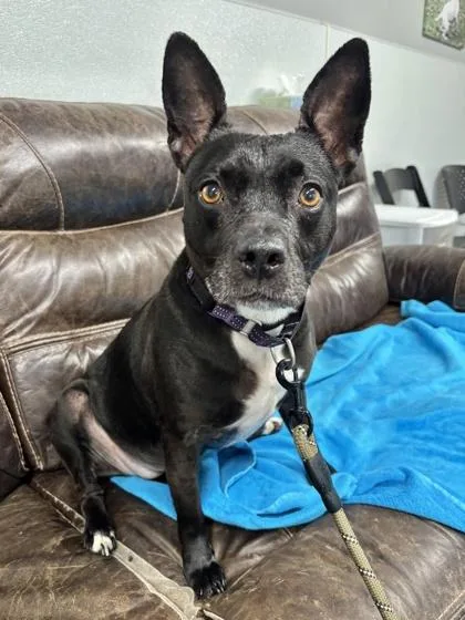 An adult medium-sized female Mixed Breed dog named Kenzie for adoption in West Chester, PA
