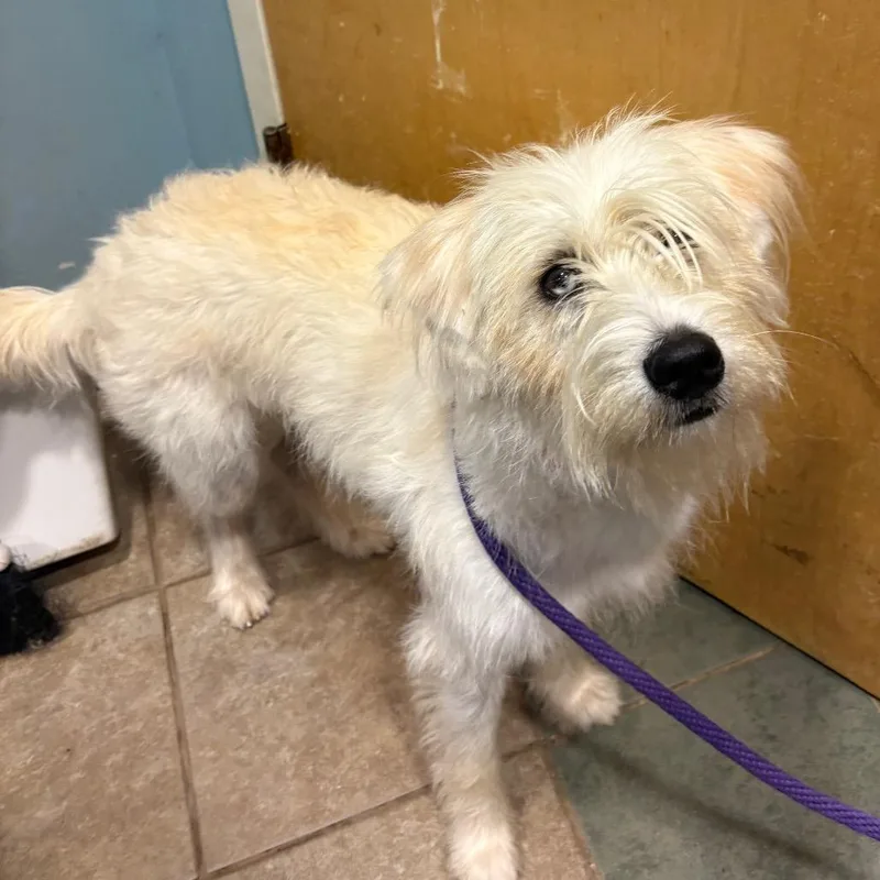 An adult medium-sized female White / Cream Mixed Breed dog named Krypto for adoption in Chattanooga, TN