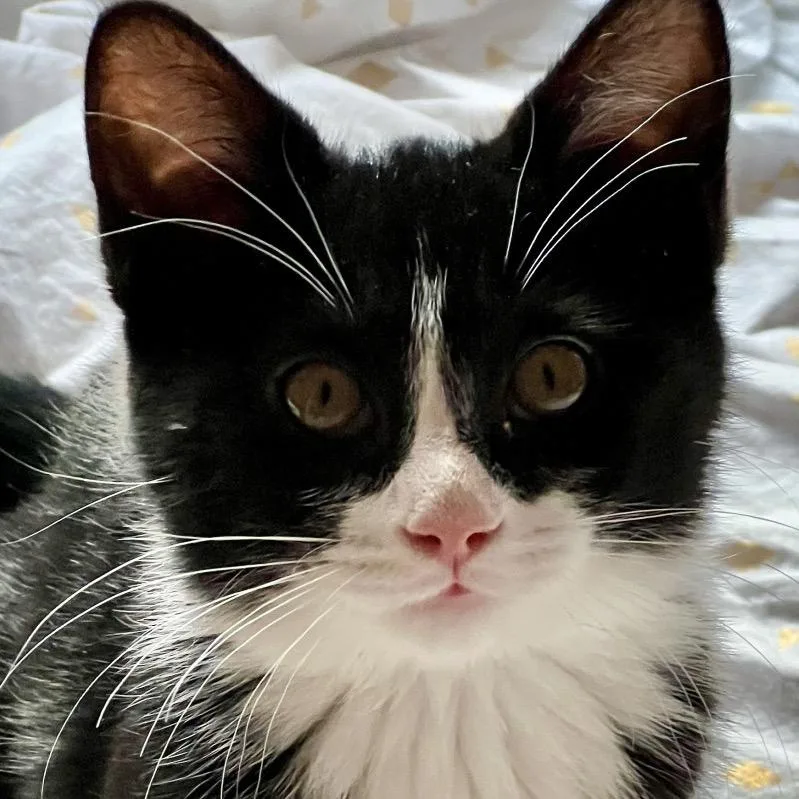 A baby small-sized female Black Domestic Short Hair cat named Sangria for adoption in Grand Rapids, MN