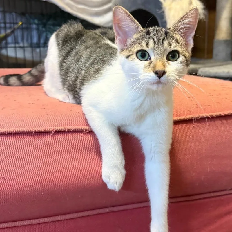 A baby small-sized female White Domestic Short Hair cat named Pringle for adoption in Gibsonia, PA