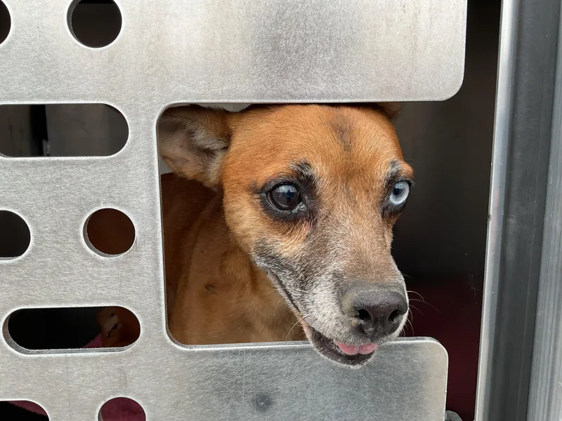 An adult small-sized female Chihuahua dog named A for adoption in Ontario, CA
