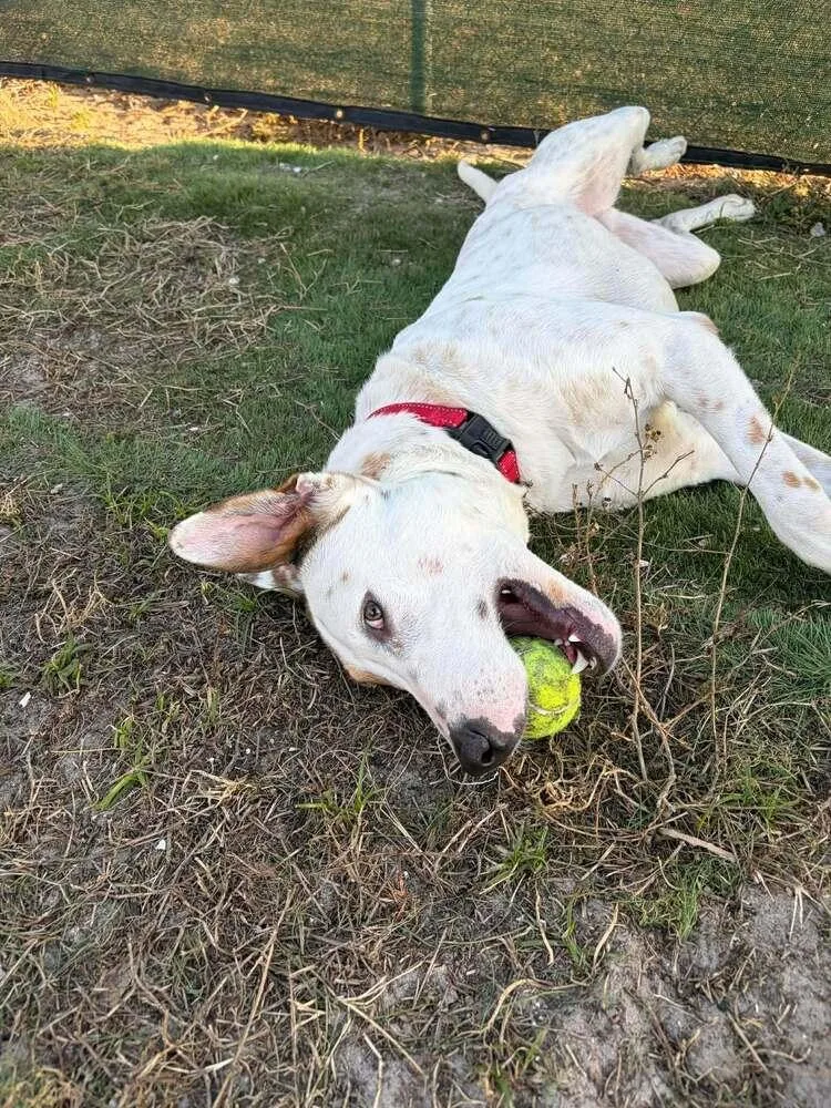 Frosty Snowball thumbnail 2