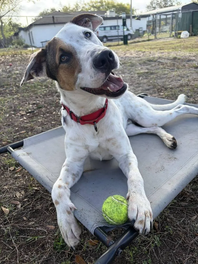 Frosty Snowball thumbnail 3