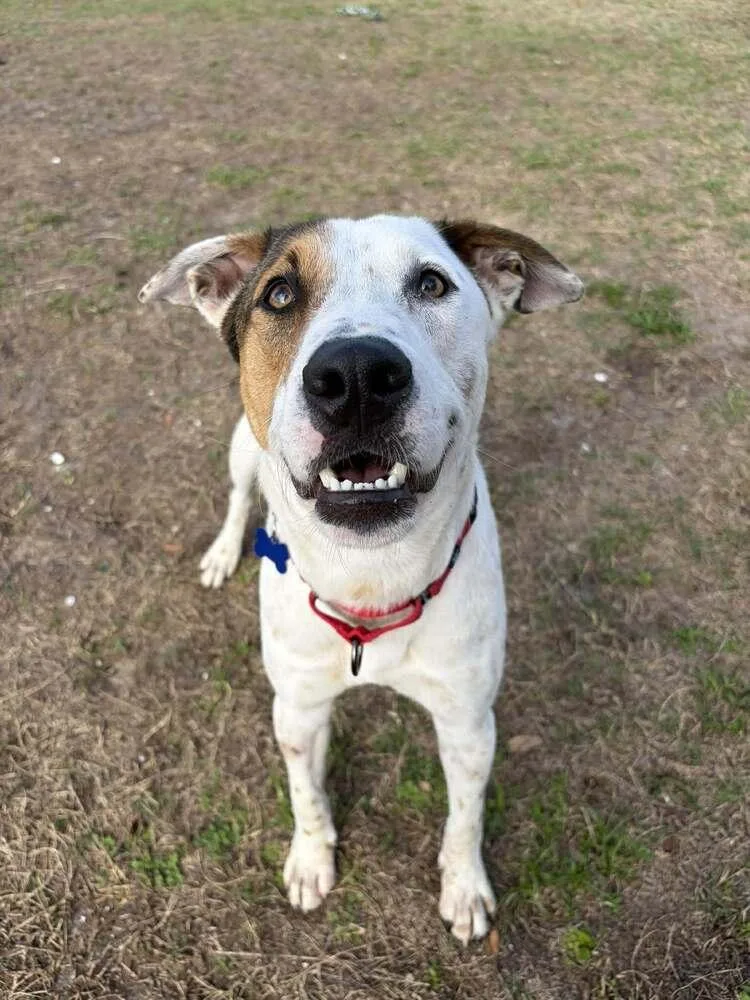 Frosty Snowball thumbnail 4