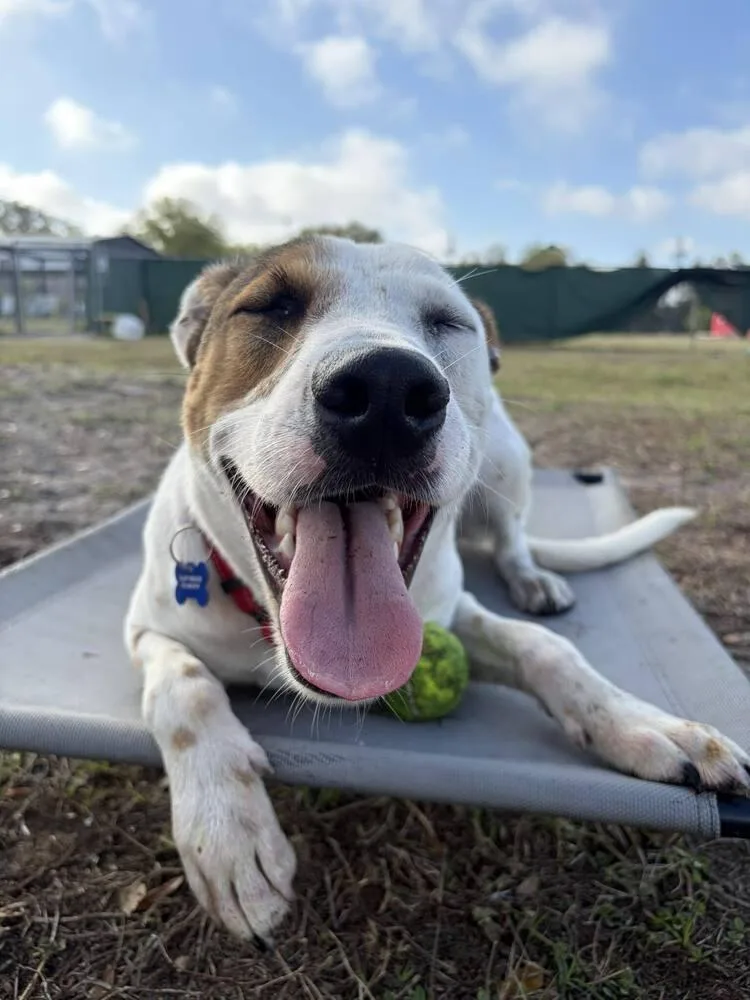 Frosty Snowball thumbnail 5