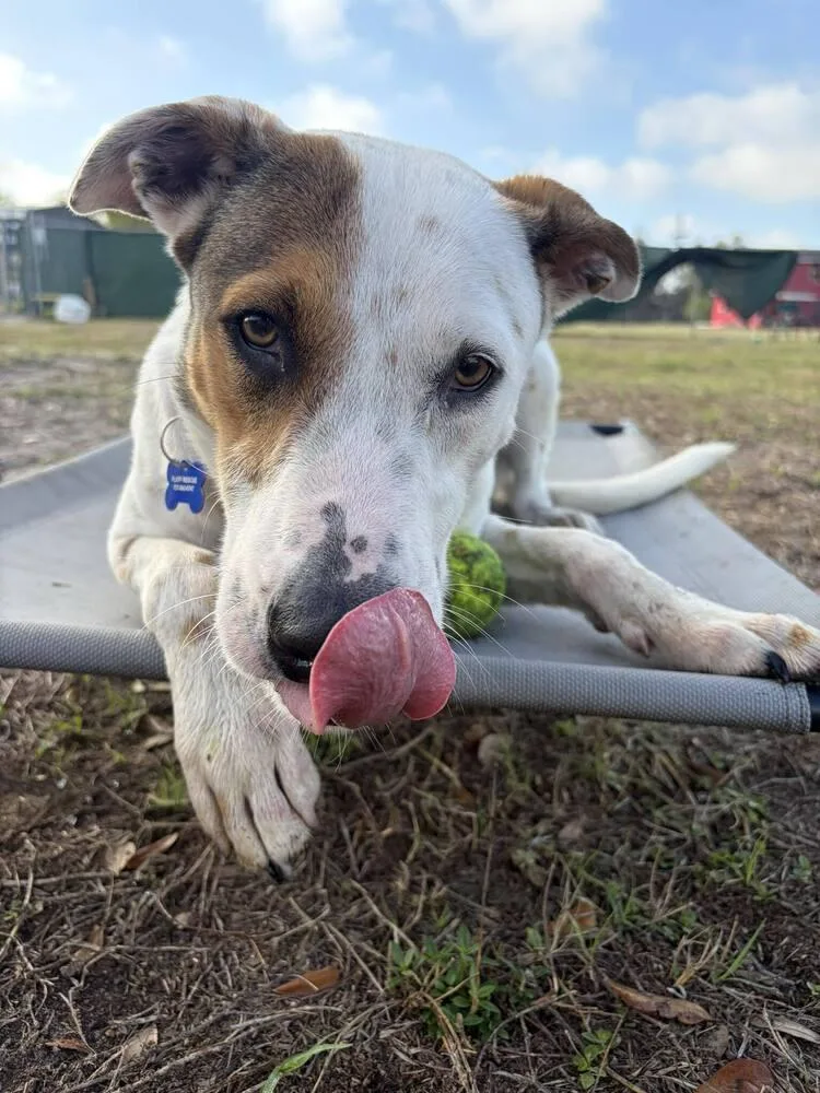 Frosty Snowball thumbnail 6