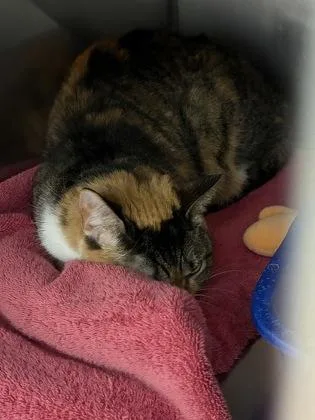 An adult medium-sized female Domestic Short Hair cat named Tangie for adoption in Fishers, IN