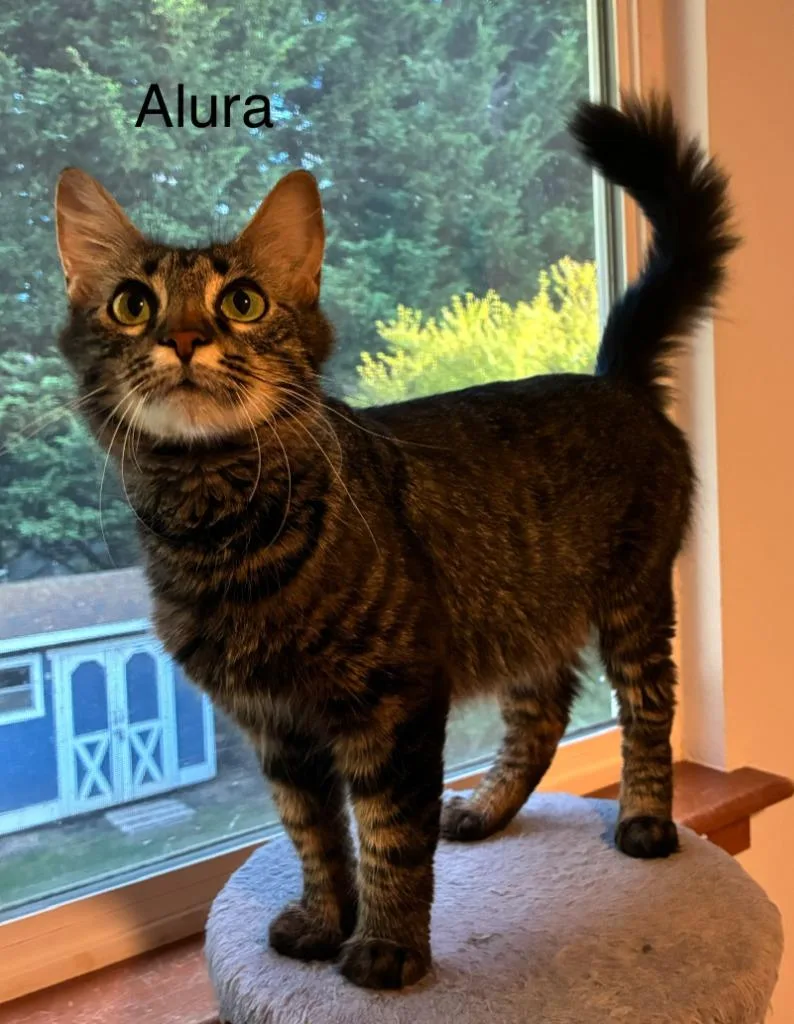 A baby medium-sized female Domestic Short Hair cat named Alura for adoption in Shelton, WA