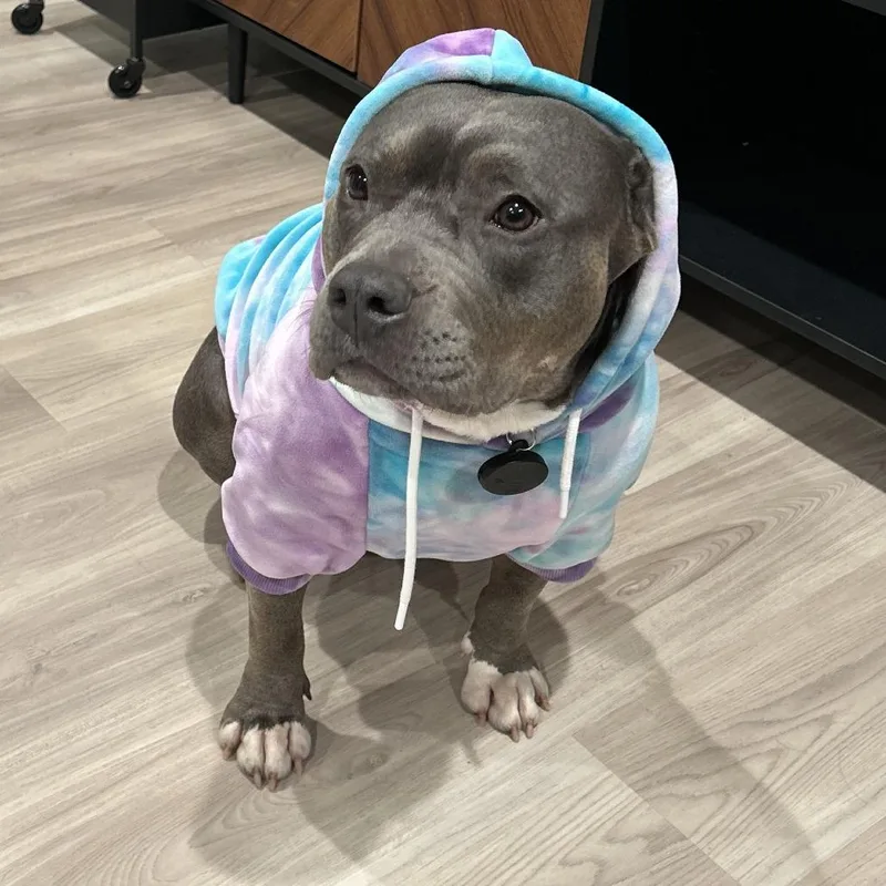An adult medium-sized female Gray / Blue / Silver Pit Bull Terrier dog named Beanie for adoption in Yucaipa, CA
