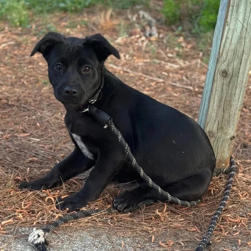 A baby medium-sized female Black Mixed Breed dog named Kinsley for adoption in Myrtle Beach, SC