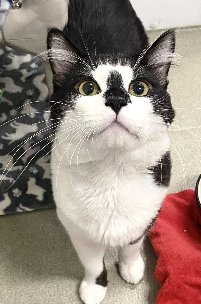 An adult small-sized male Black Domestic Short Hair cat named Coco for adoption in Alexandria, VA