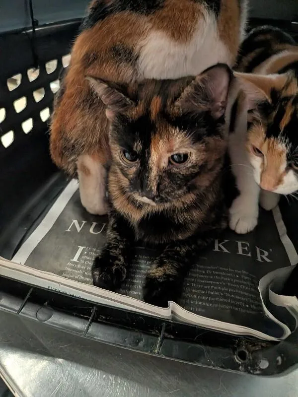 An adult medium-sized female Tortoiseshell Domestic Short Hair cat named Saint Bernard for adoption in Cincinnati, OH