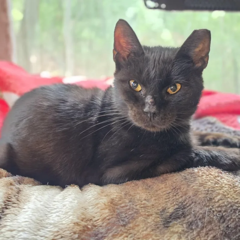 A young medium-sized female Black Domestic Short Hair cat named Twilight for adoption in Bentonville, AR