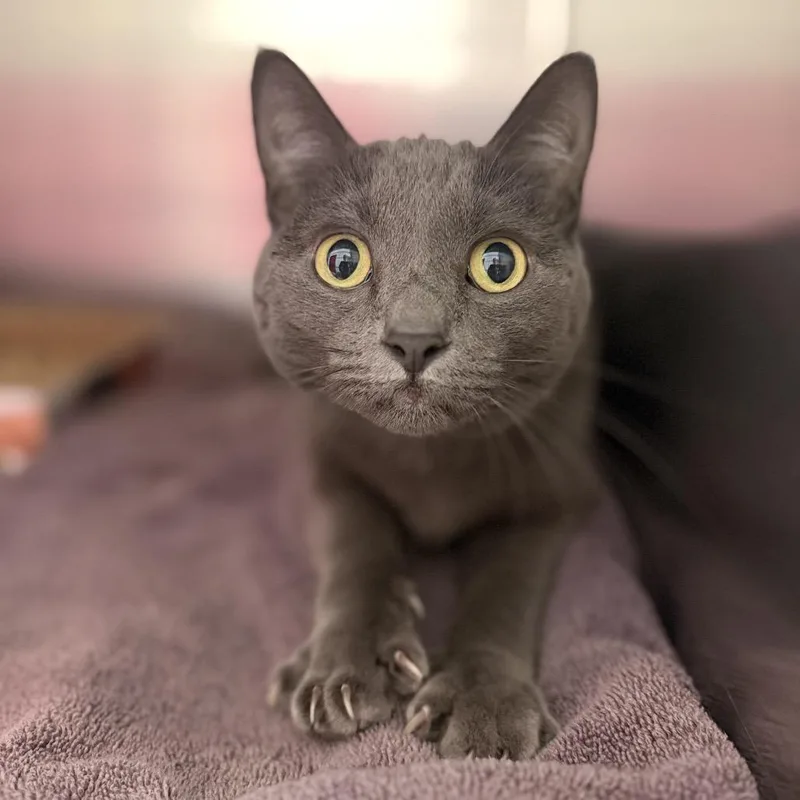 An adult large-sized male Gray / Blue / Silver Domestic Short Hair cat named Rufus for adoption in Hamburg, NY