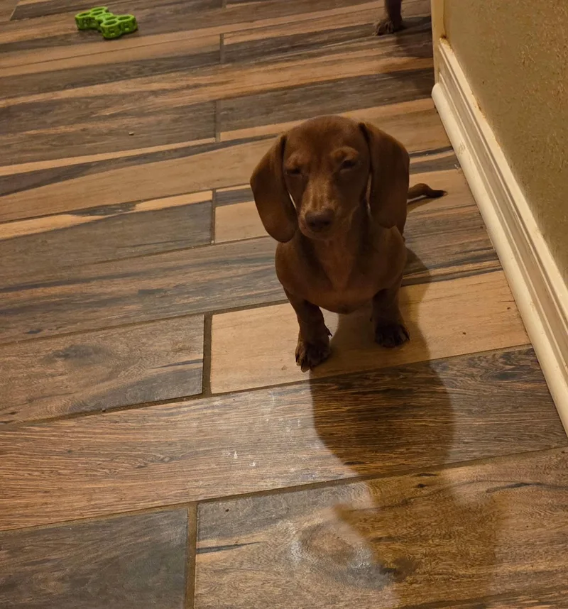 A baby small-sized female Brown / Chocolate Dachshund dog named Ginger for adoption in Chicopee, MA