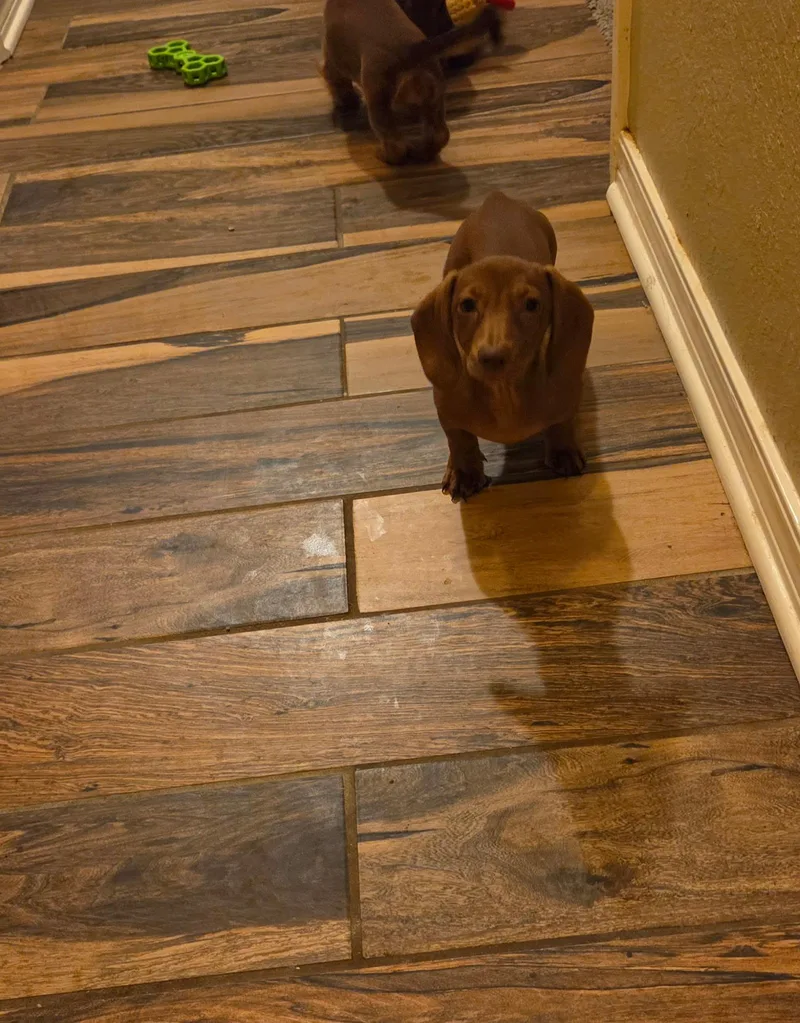 Ginger thumbnail 2
