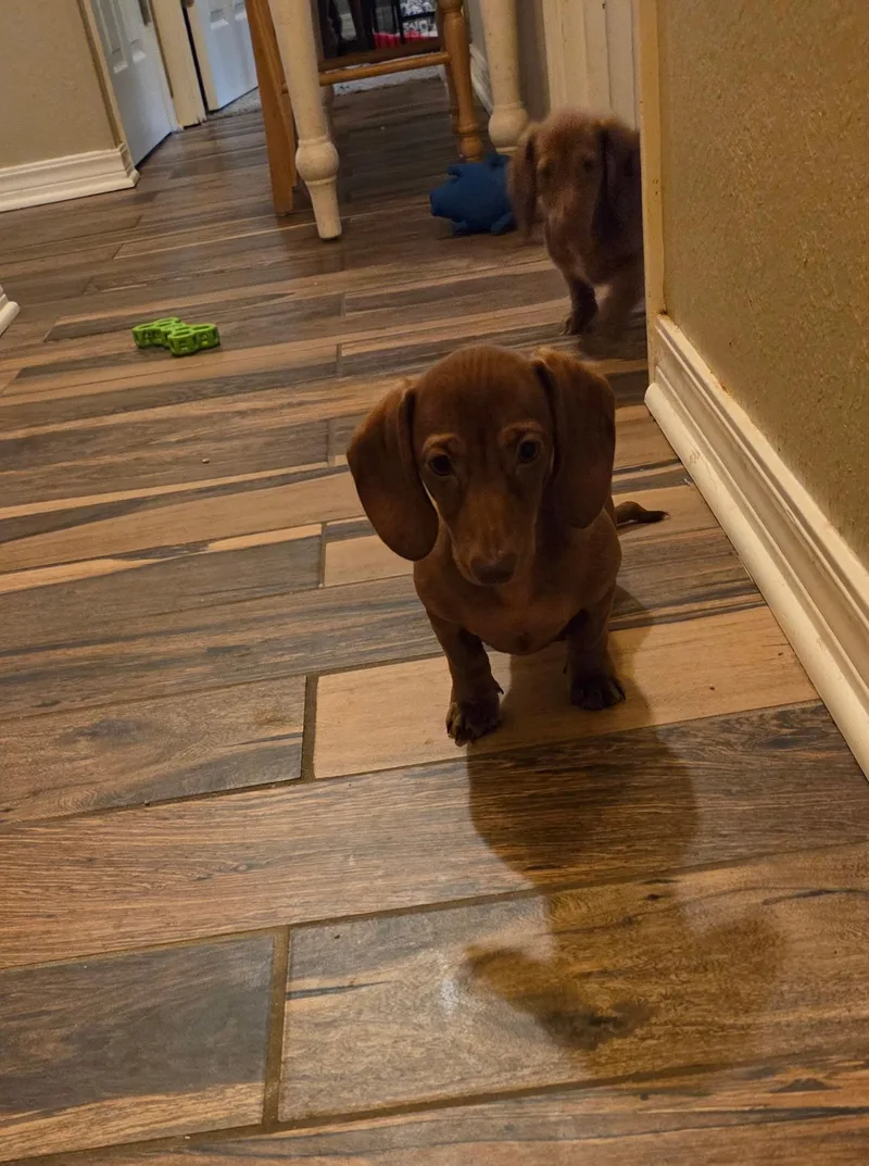Ginger thumbnail 4