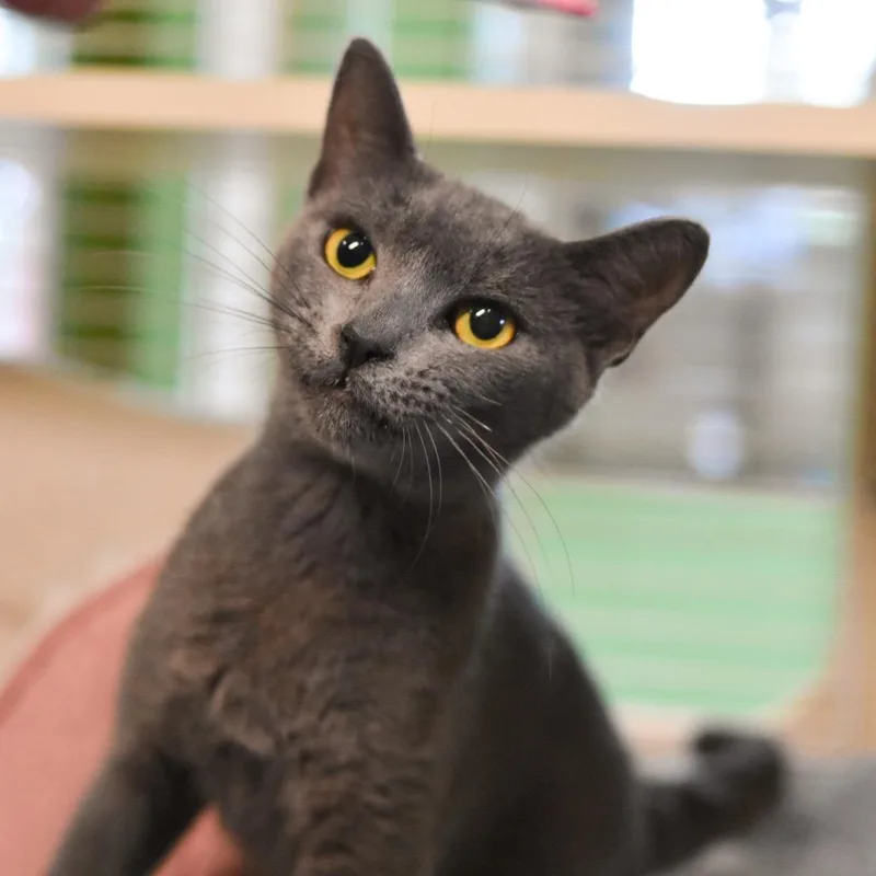 A young medium-sized female Gray / Blue / Silver Domestic Short Hair cat named Nimbus for adoption in Kailua Kona, HI