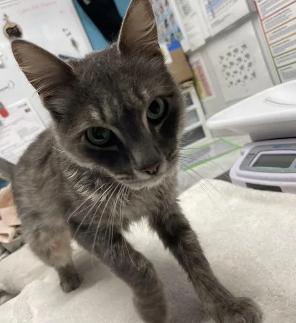 An adult small-sized male Domestic Long Hair cat named Kevin for adoption in Escondido, CA