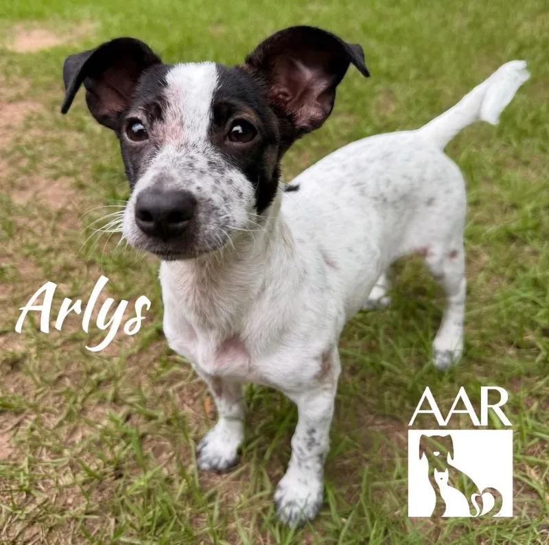 A baby small-sized female Jack Russell Terrier dog named Arlys for adoption in Magnolia, TX