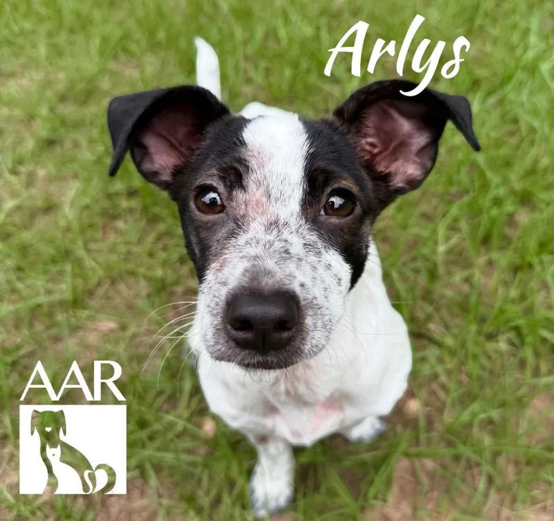 Arlys thumbnail 2