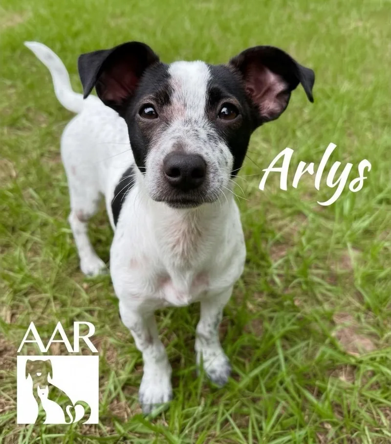 Arlys thumbnail 4