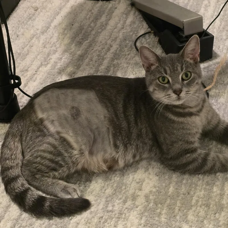 An adult small-sized female Gray / Blue / Silver Domestic Short Hair cat named Misty for adoption in Philadelphia, PA