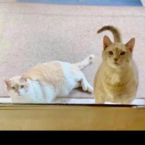 An adult large-sized male Orange / Red Domestic Short Hair cat named Jerry for adoption in Georgetown, KY