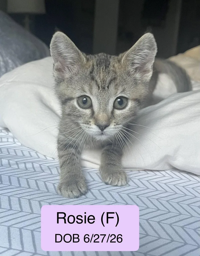 A baby medium-sized female Gray / Blue / Silver Domestic Short Hair cat named Rosie for adoption in Vacaville, CA