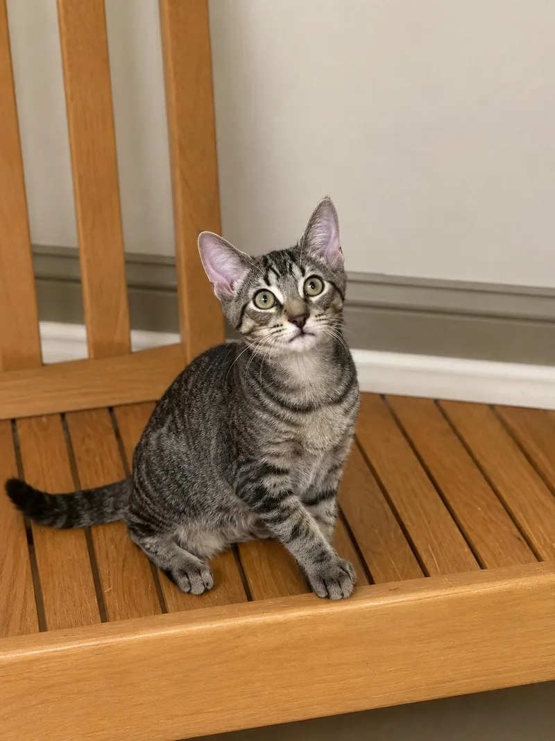 A young medium-sized male Domestic Short Hair cat named Everett for adoption in Newtown Square, PA