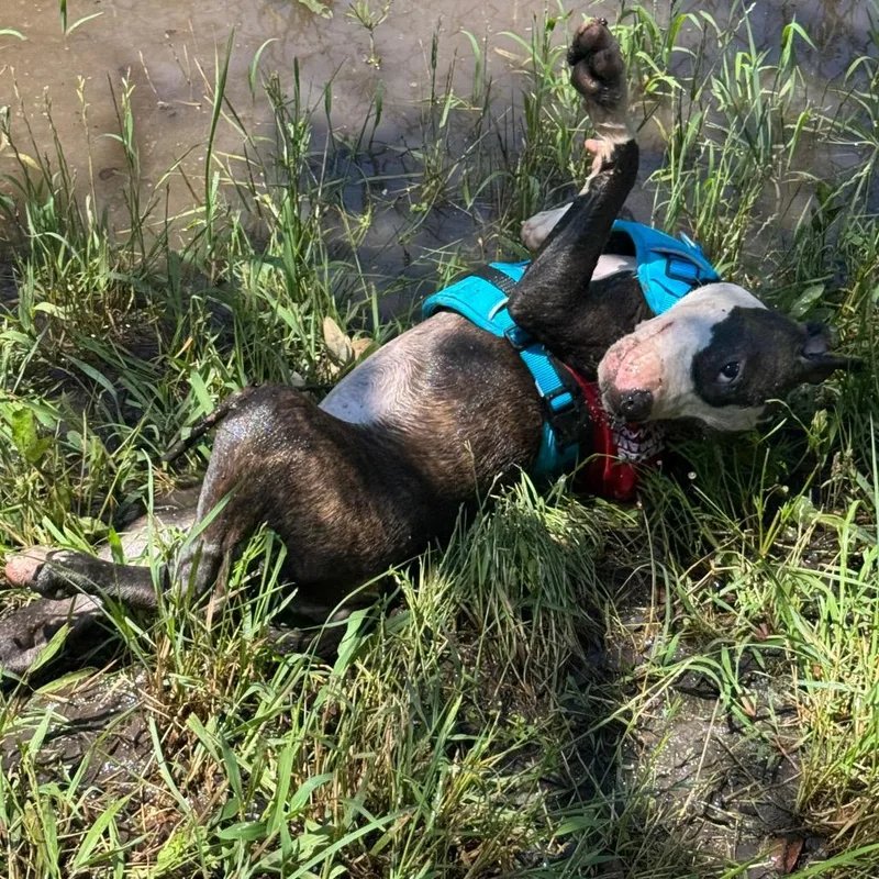 A baby medium-sized male Brindle Mixed Breed dog named Thunder for adoption in Leander, TX