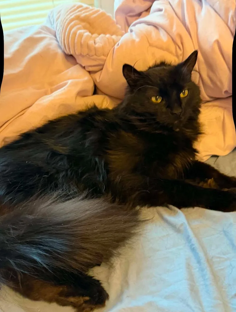 An adult medium-sized male Black Domestic Long Hair cat named Binx for adoption in Naugatuck, CT