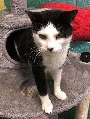 An adult large-sized female Domestic Short Hair cat named Patches for adoption in Pottsville, PA