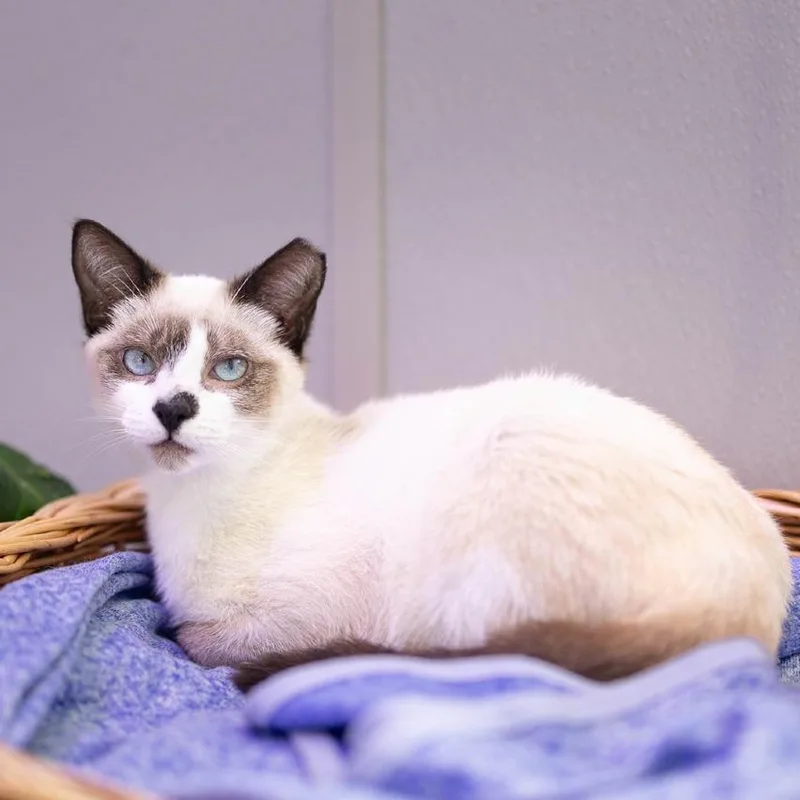 A young medium-sized male Siamese cat named Reposado for adoption in Jupiter, FL