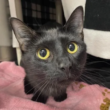 An adult small-sized female Domestic Short Hair cat named Mei Mei for adoption in Wheaton, IL