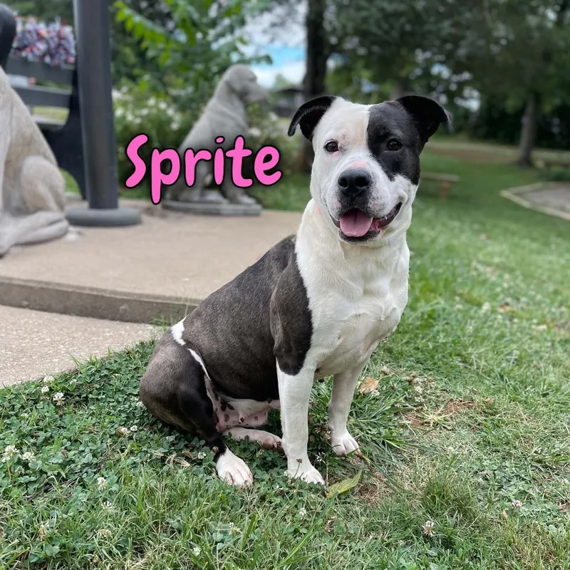 Sprite