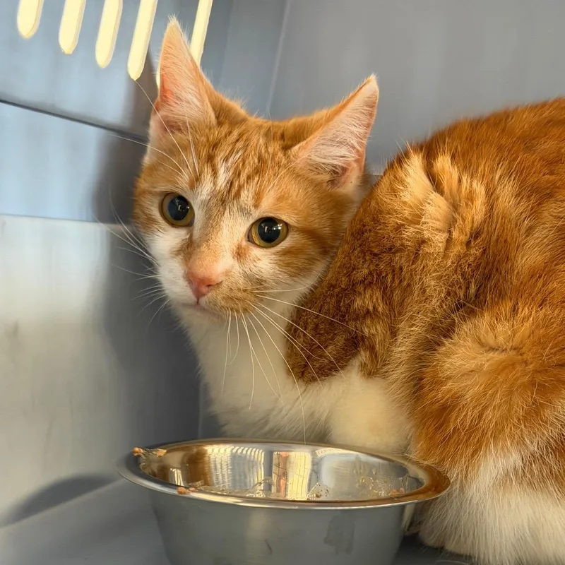 A young medium-sized female Orange / Red Domestic Short Hair cat named Penny for adoption in Watertown, NY