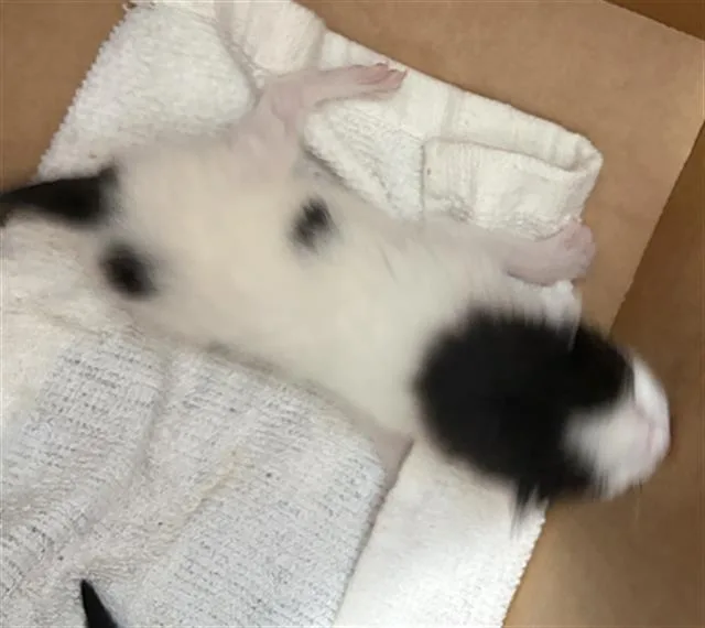 A baby medium-sized male Domestic Short Hair cat named Mozzarella for adoption in Dallas, TX