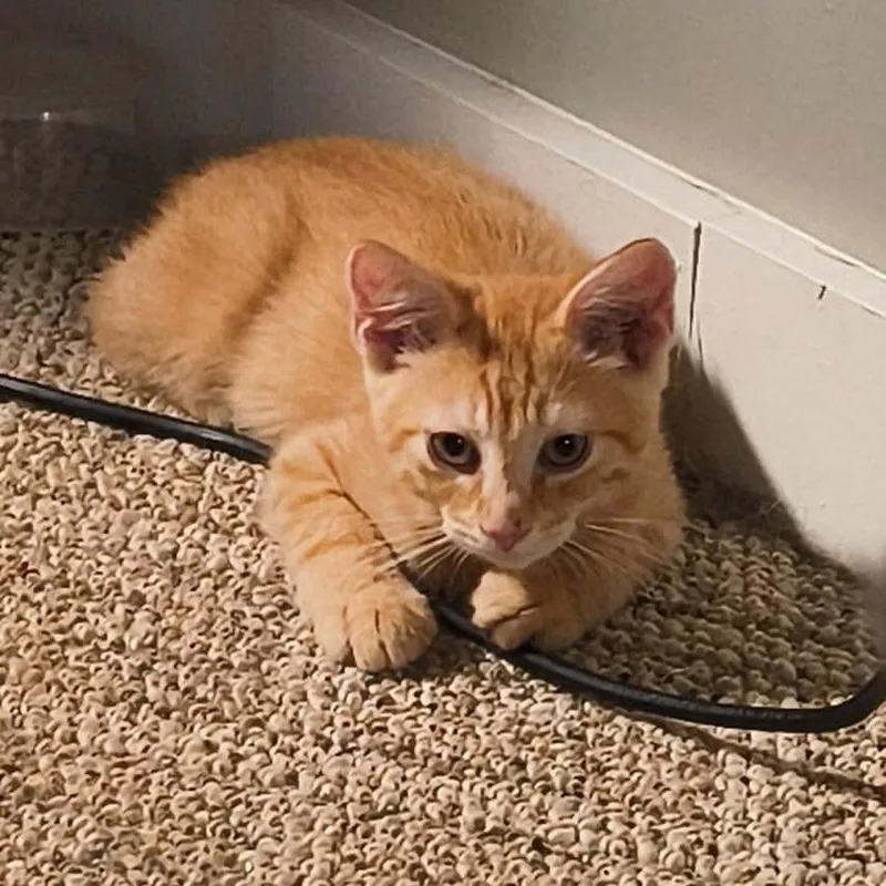 A baby small-sized male Orange / Red Domestic Short Hair cat named Apollo for adoption in Springfield, IL