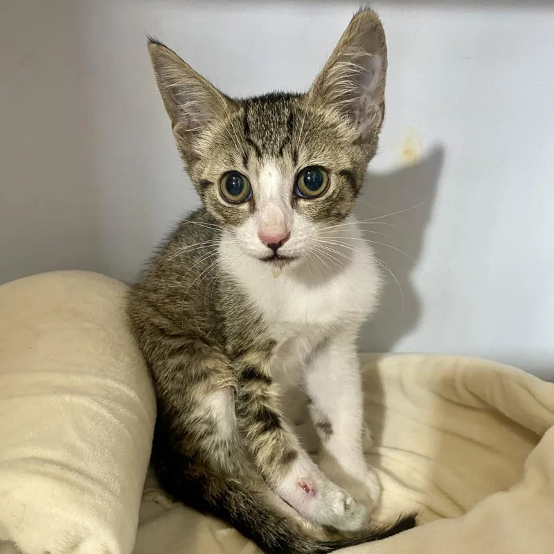 A baby small-sized male Domestic Short Hair cat named Lucky for adoption in Herrin, IL