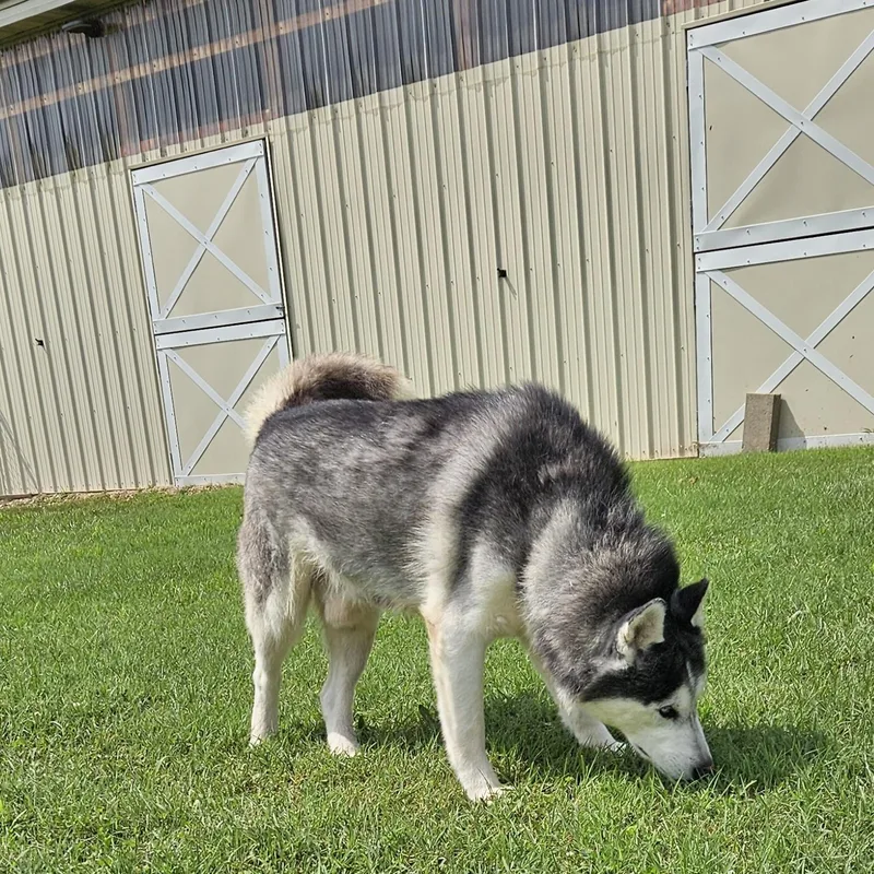 An adult medium-sized male Black Husky dog named Anubis for adoption in Benton Harbor, MI