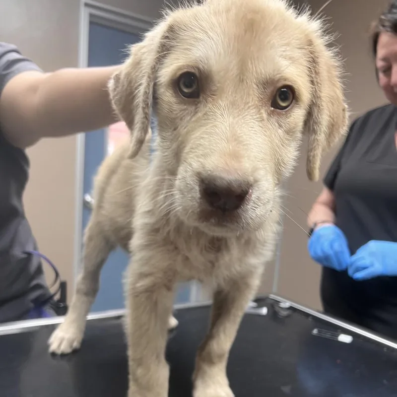 A baby small-sized female White / Cream Great Pyrenees dog named Zola for adoption in Point Richmond, CA