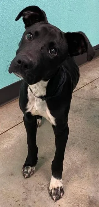 A baby medium-sized male Mixed Breed dog named Slim Jim for adoption in Lampasas, TX