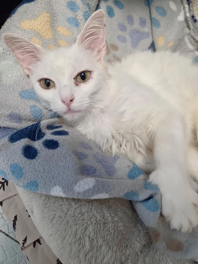 A young medium-sized female White American Shorthair cat named Diamond for adoption in Wadsworth, IL